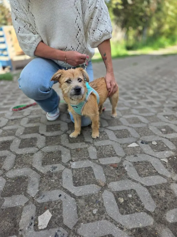 Pies do adopcji, Radom, 5 sierpnia 2026 (2/5)