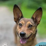 Pies do adopcji