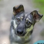 Pies do adopcji
