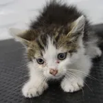 Kot do adopcji