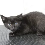 Kot do adopcji