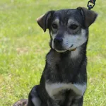 Pies do adopcji