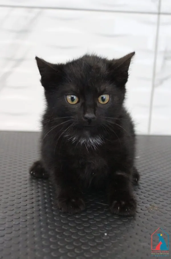 Kot do adopcji, Grudziądz, 26 czerwca 2026