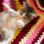 Kot do adopcji