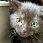 Kot do adopcji