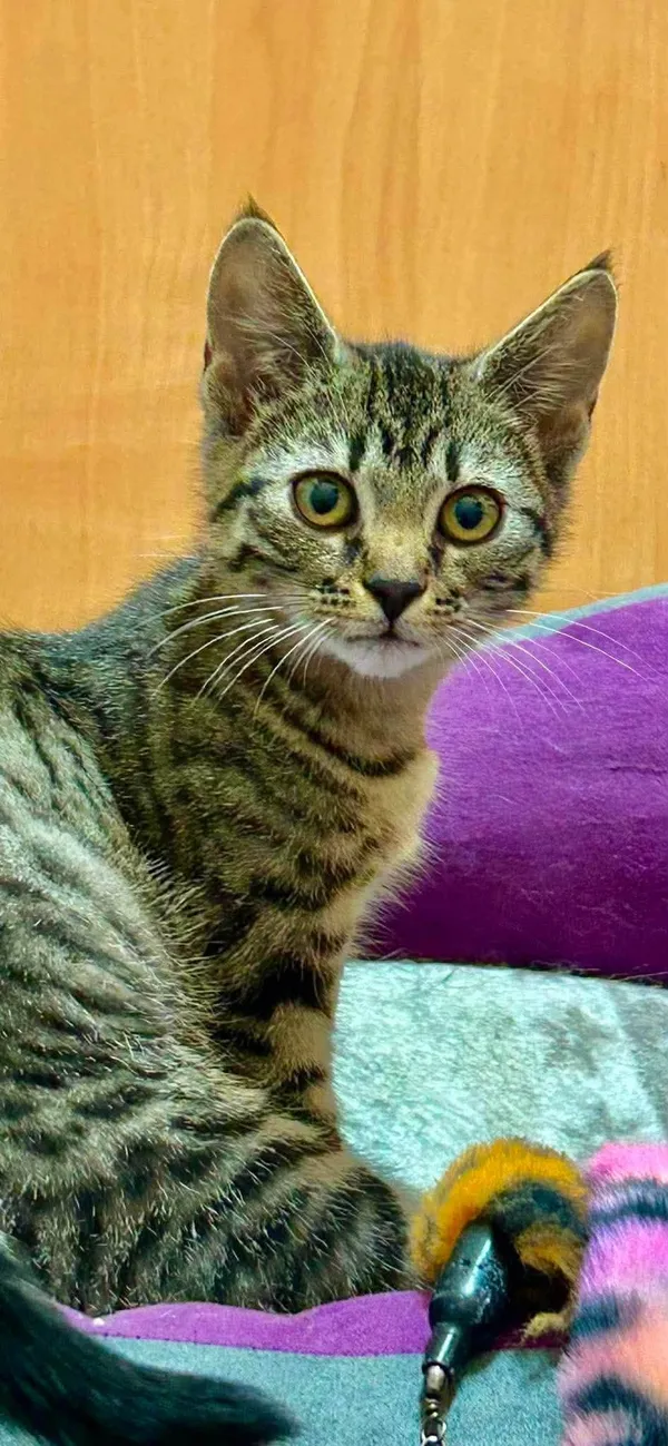 Kot do adopcji, Pionki, 25 lipca 2026 (2/3)