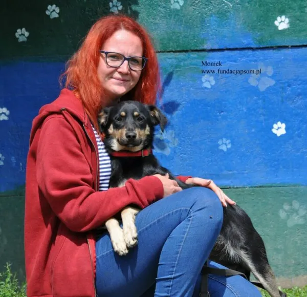 Pies do adopcji, Nowy Dwór Mazowiecki, 24 lipca 2026 (2/5)