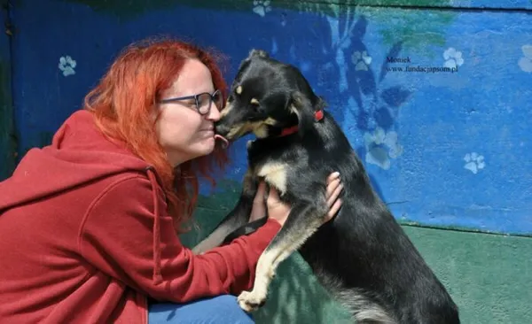 Pies do adopcji, Nowy Dwór Mazowiecki, 24 lipca 2026 (3/5)