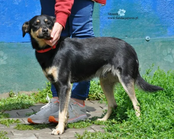 Pies do adopcji, Nowy Dwór Mazowiecki, 24 lipca 2026 (5/5)