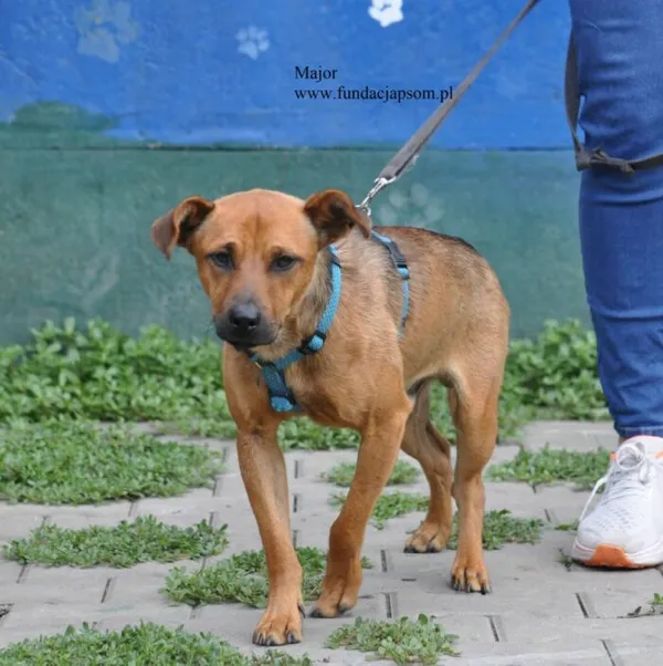 Pies do adopcji, Nowy Dwór Mazowiecki, 24 lipca 2026 (2/5)