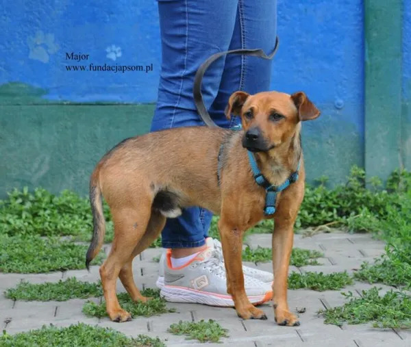 Pies do adopcji, Nowy Dwór Mazowiecki, 24 lipca 2026 (3/5)