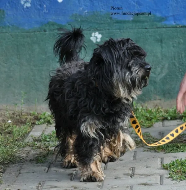 Pies do adopcji, Nowy Dwór Mazowiecki, 24 lipca 2026 (3/5)