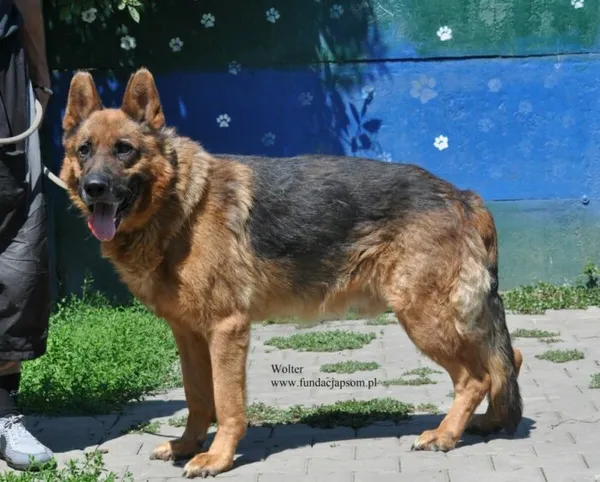 Pies do adopcji, Nowy Dwór Mazowiecki, 15 lipca 2026 (1/5)