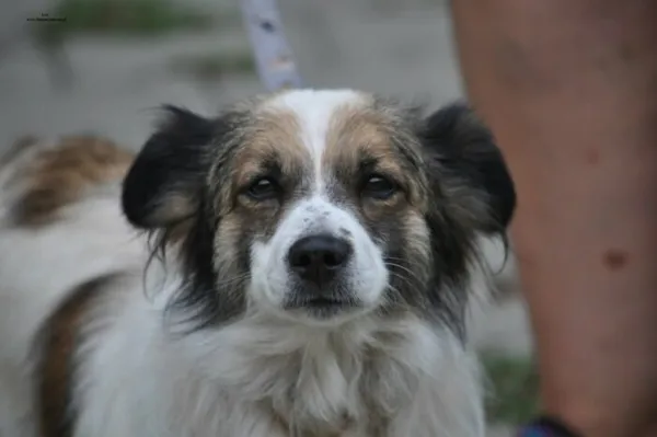 Pies do adopcji, Nowy Dwór Mazowiecki, 13 lipca 2026 (1/4)