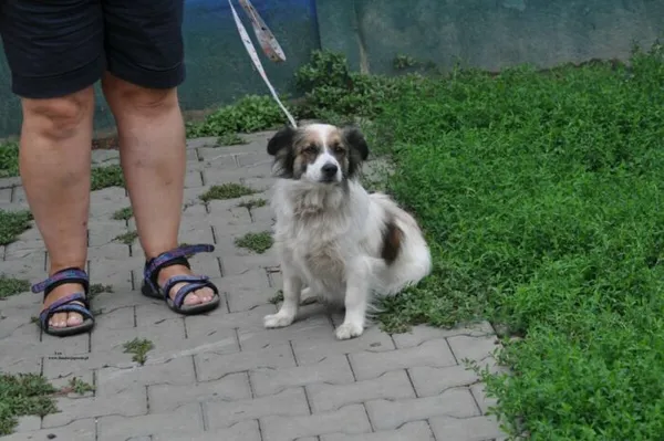 Pies do adopcji, Nowy Dwór Mazowiecki, 13 lipca 2026 (2/4)
