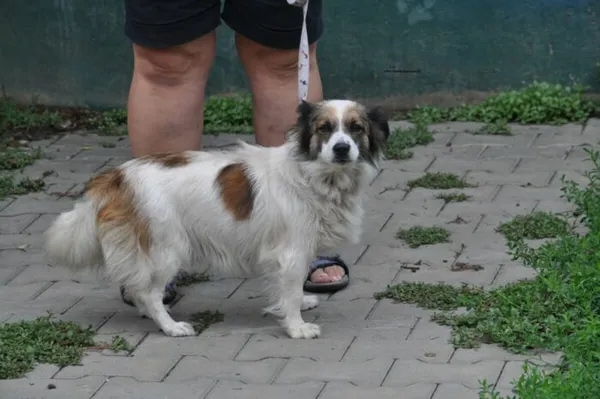 Pies do adopcji, Nowy Dwór Mazowiecki, 13 lipca 2026 (4/4)