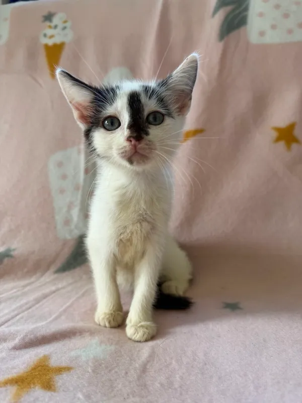 Kot do adopcji, Pieczyska, 25 lipca 2026 (2/5)