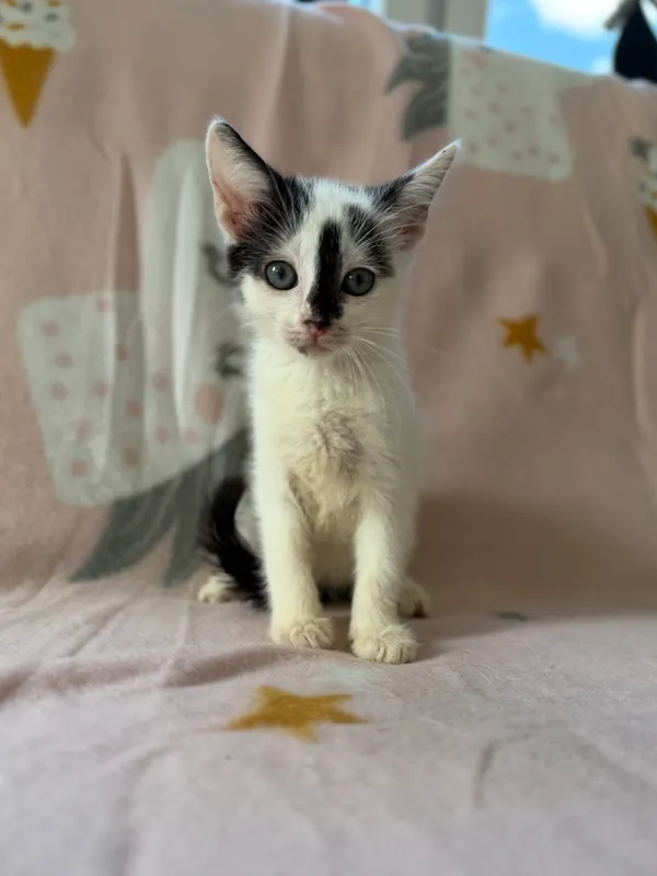 Kot do adopcji, Pieczyska, 25 lipca 2026 (3/5)