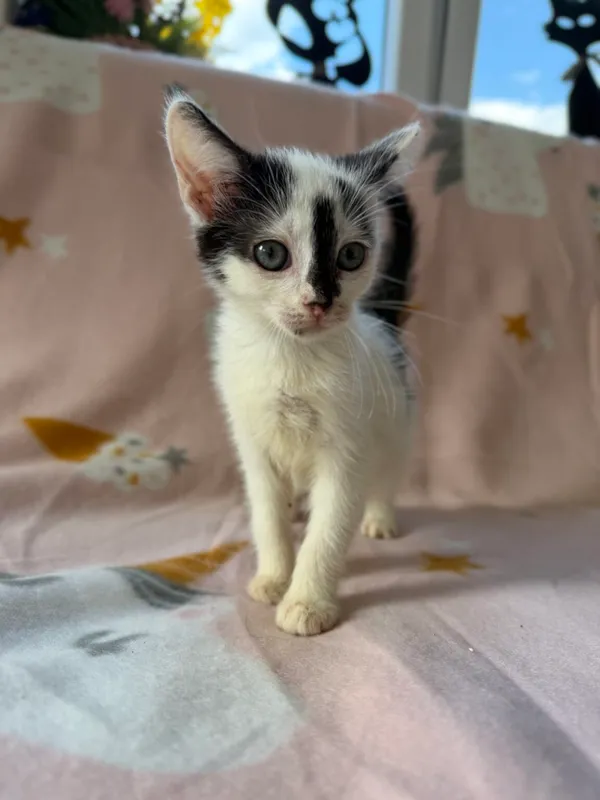 Kot do adopcji, Pieczyska, 25 lipca 2026 (4/5)