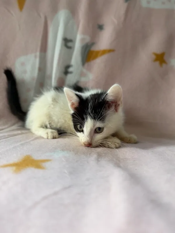 Kot do adopcji, Pieczyska, 25 lipca 2026 (5/5)