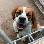Pies do adopcji