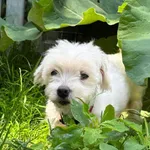 Pies do adopcji