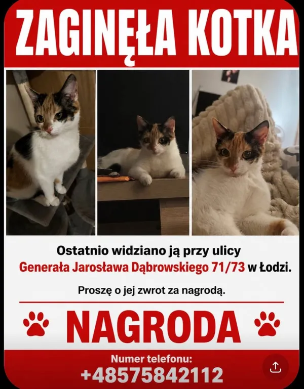 Zaginął kot, Łódź, 26 lipca 2026