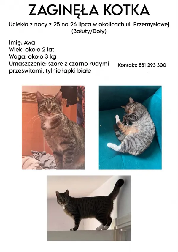 Zaginął kot, Łódź, 26 lipca 2026