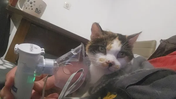 Kot do adopcji, Oborniki, 3 października 2025 (1/2)