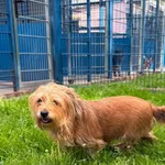 Pies do adopcji