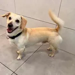 Pies do adopcji