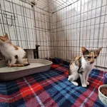 Kot do adopcji