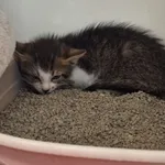 Kot do adopcji