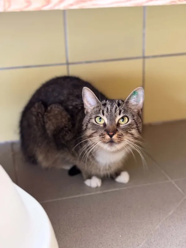 Kot do adopcji, Wrocław, 15 czerwca 2026