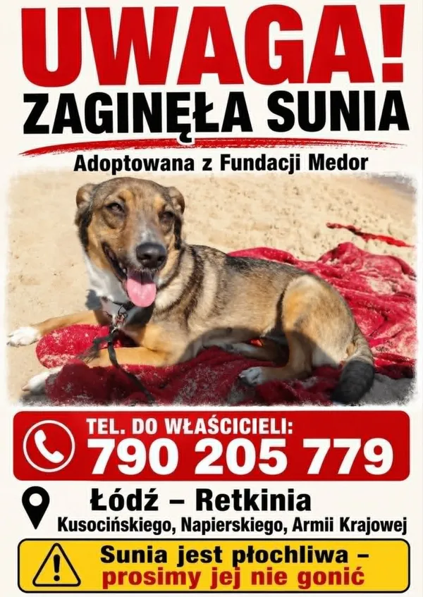 Zaginął pies, Łódź, 27 lipca 2026