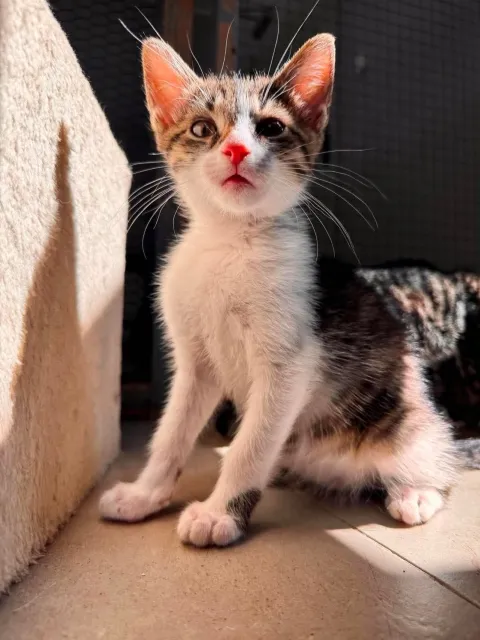 Kot do adopcji, Piła, 2 czerwca 2026 (2/2)