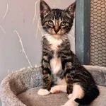 Kot do adopcji