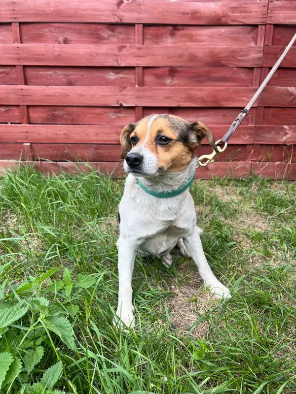 Znaleziono psa, Czartki, 28 lipca 2026