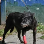 Pies do adopcji