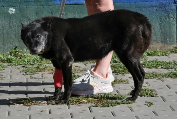 Pies do adopcji, Nowy Dwór Mazowiecki, 29 lipca 2026 (5/5)