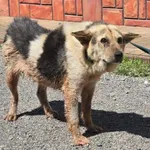 Pies do adopcji