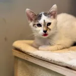 Kot do adopcji