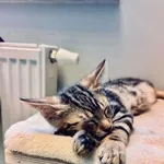 Kot do adopcji