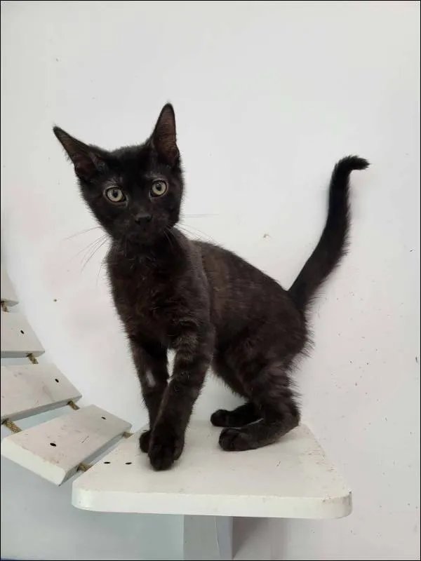 Znaleziono kota, Grudziądz, 29 maja 2026