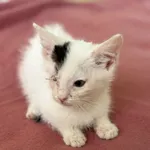 Kot do adopcji