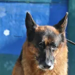 Pies do adopcji