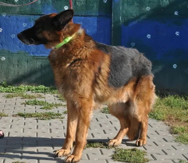 Pies do adopcji, Nowy Dwór Mazowiecki, 30 lipca 2026 (3/5)