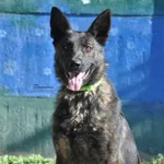 Pies do adopcji
