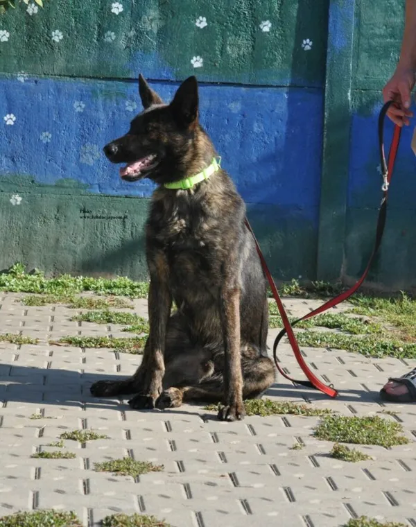 Pies do adopcji, Nowy Dwór Mazowiecki, 30 lipca 2026 (3/5)