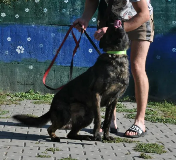 Pies do adopcji, Nowy Dwór Mazowiecki, 30 lipca 2026 (4/5)